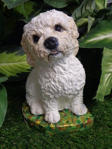 Cockapoo havanese maltese - cockapoo,