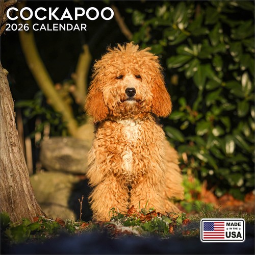 Cockapoo calendar 2026 dog - calendar,