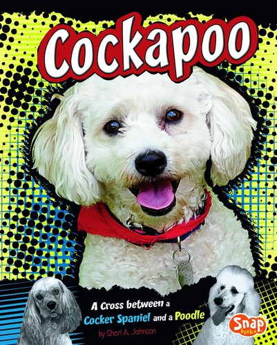 Cockapoo cross between a - cockapoo:,