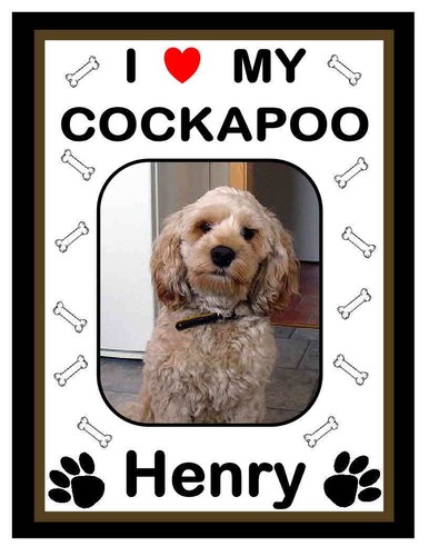 Personalized cockapoo photo - personalized,