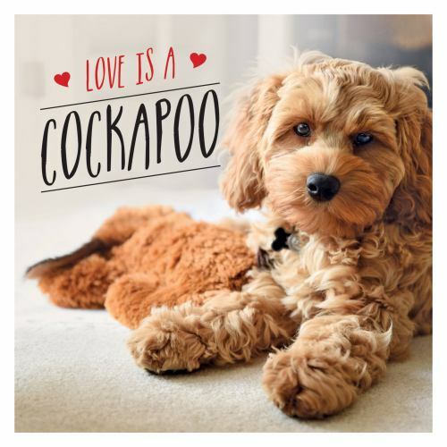 Love cockapoo a - cockapoo:,