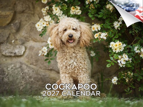 Cockapoo 2027 wall calendar - wall,