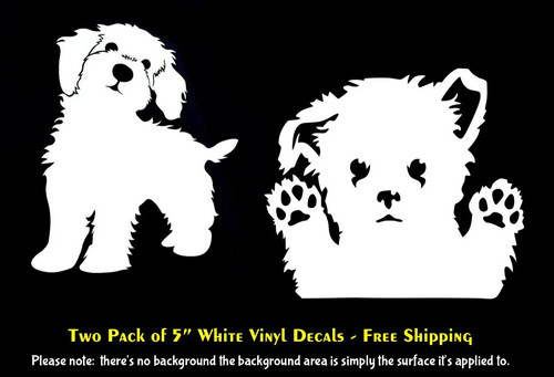 Morkie maltese cockapoo - maltese,