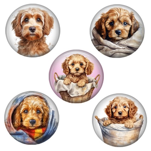 Set cockapoo magnets - cockapoo,