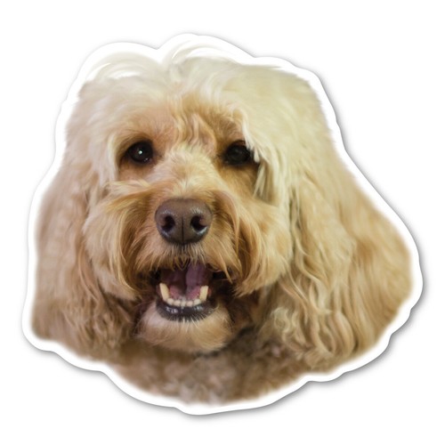 Cockapoo magnet - cockapoo,