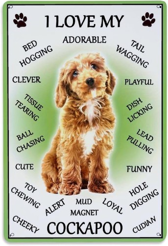 Cute cockapoo dog portrait - cute,