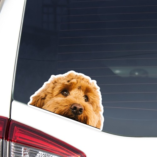 Cockapoo car sticker peeking - cockapoo,